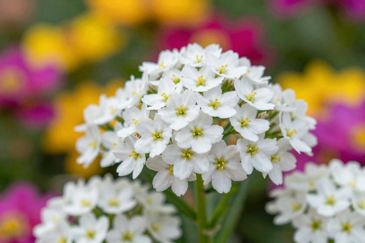 In un angolo di giardino fiorito, l'iberis bianco regala uno spettacolo naturale da non perdere