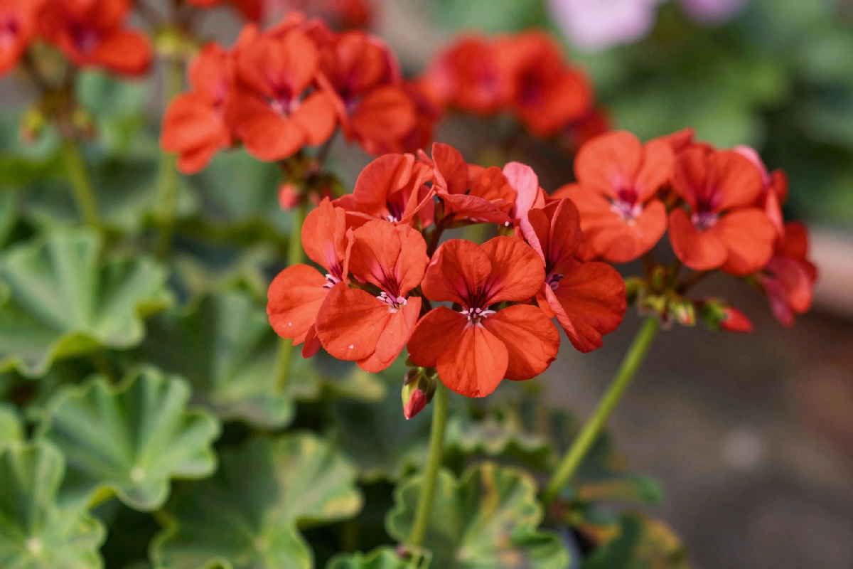 Per avere gerani fioriti e rigogliosi in primavera, segui questi consigli dei vivaisti che funzionano sempre