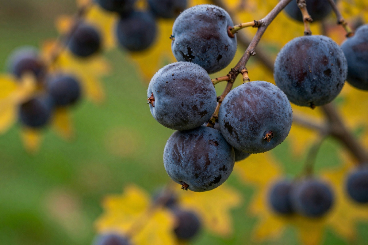 Piantalo ora per un profumo avvolgente che accompagnerà l'autunno nel tuo spazio verde