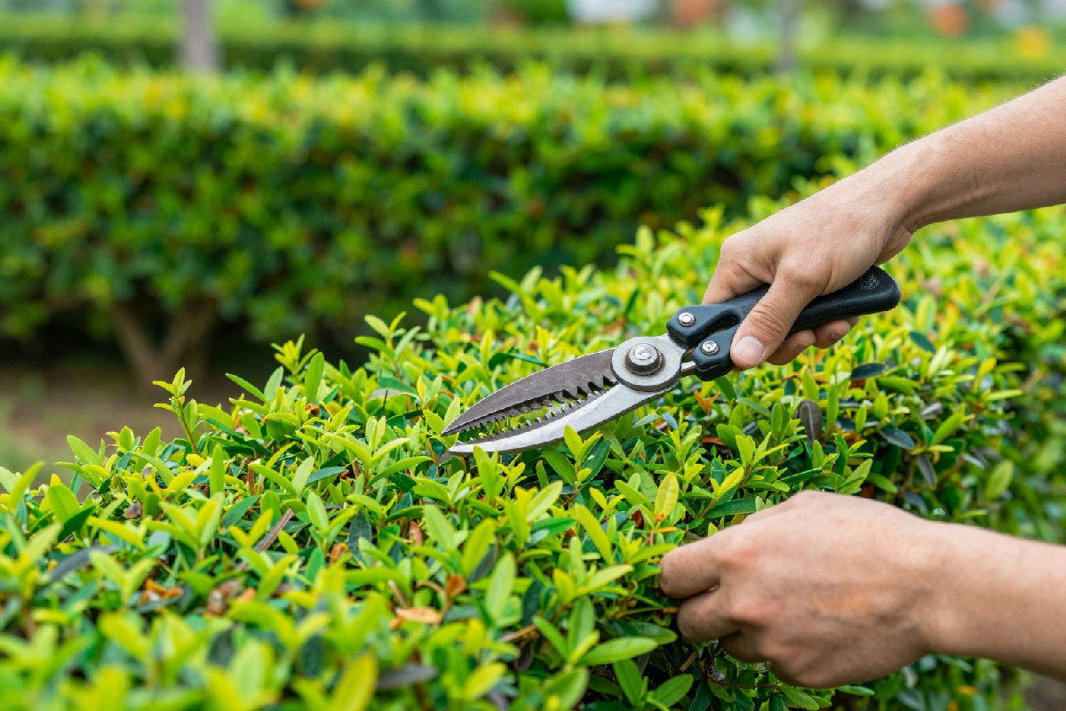 Potare la siepe correttamente è fondamentale: ecco cosa non fare per mantenerla sana e rigogliosa
