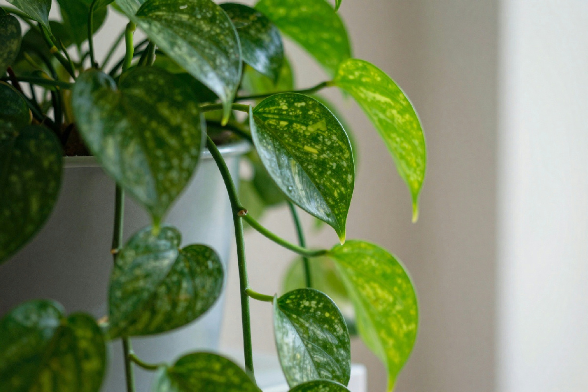 Pothos: la pianta d'appartamento che rende l'ambiente più verde e accogliente in modo semplice